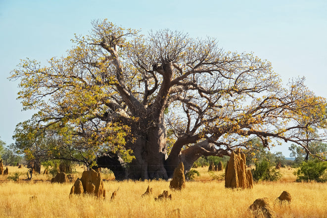 What The Research Says About Baobab