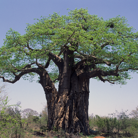 MEET THE MAGICAL BAOBAB TREE