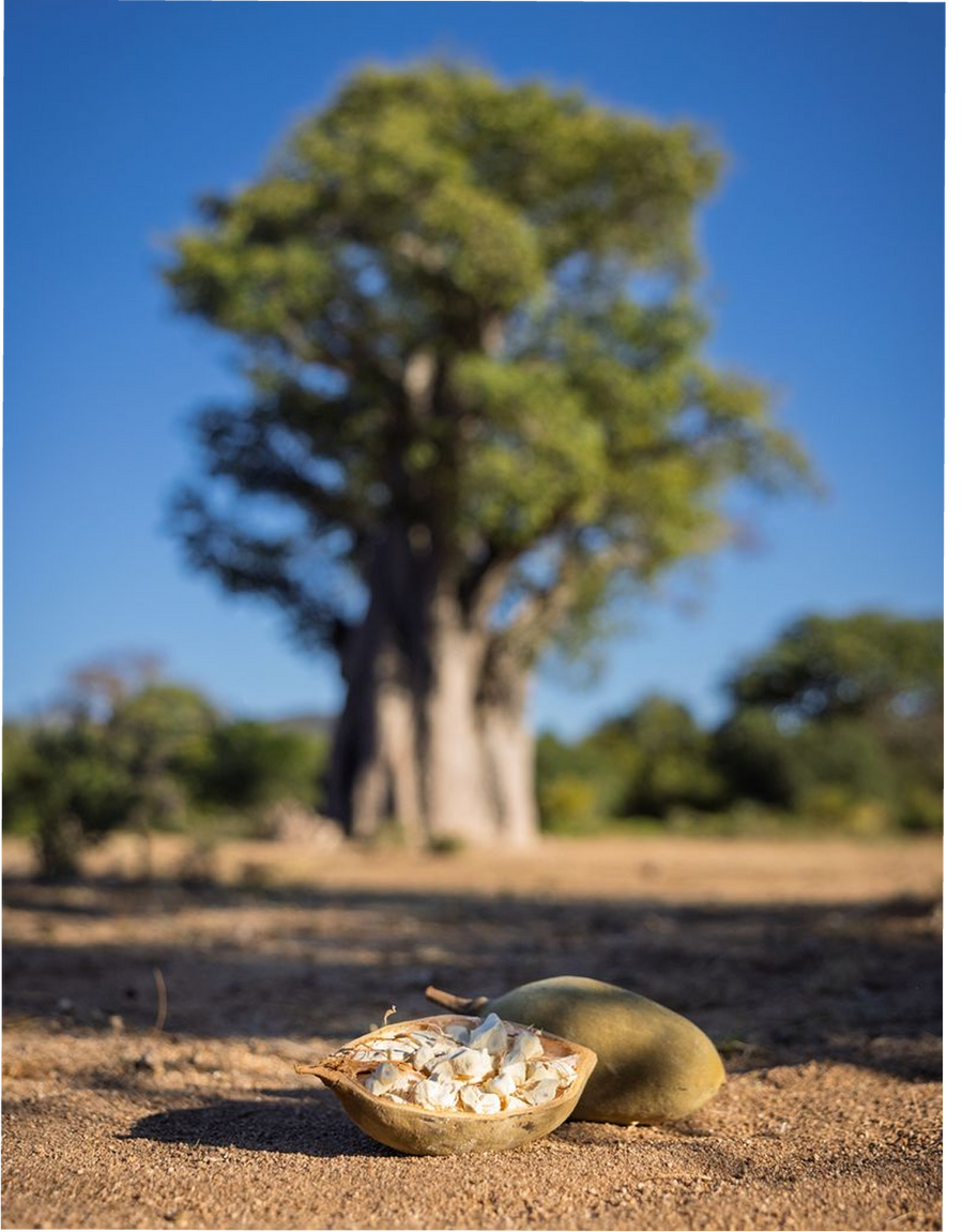 ABOUT BAOBAB