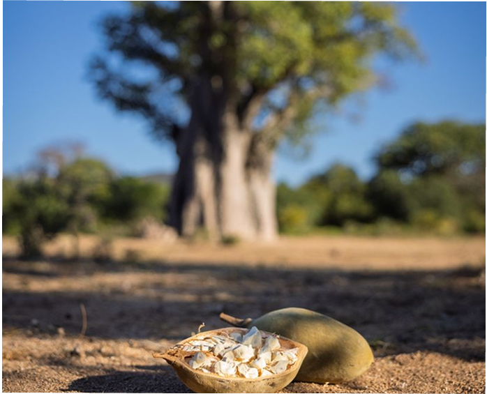 ABOUT BAOBAB